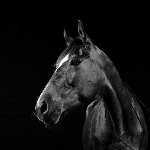 Фотография #12988512