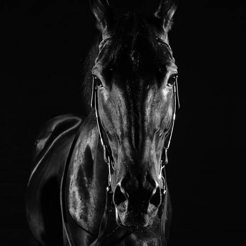 Фотография #12988519