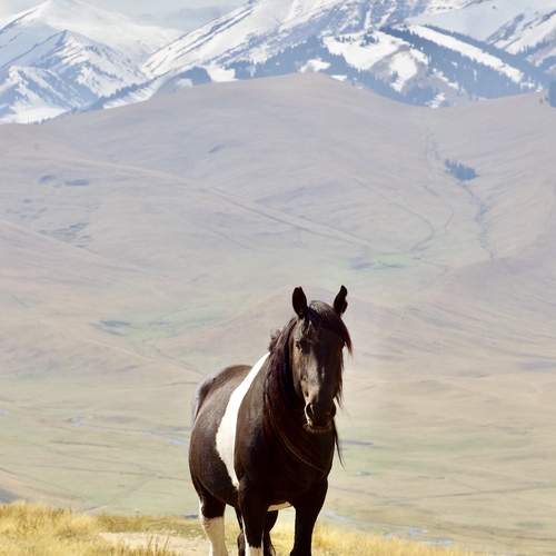 Photo #12988732