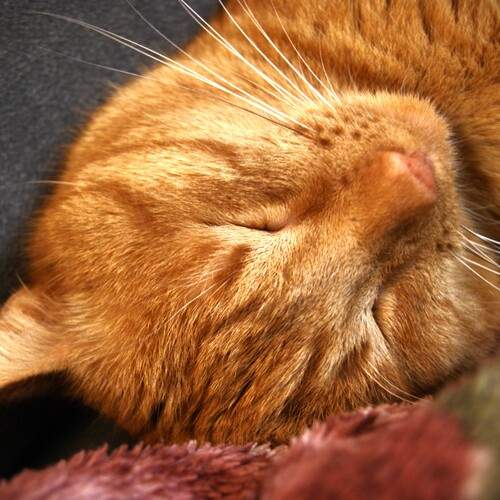 Photo #12989157