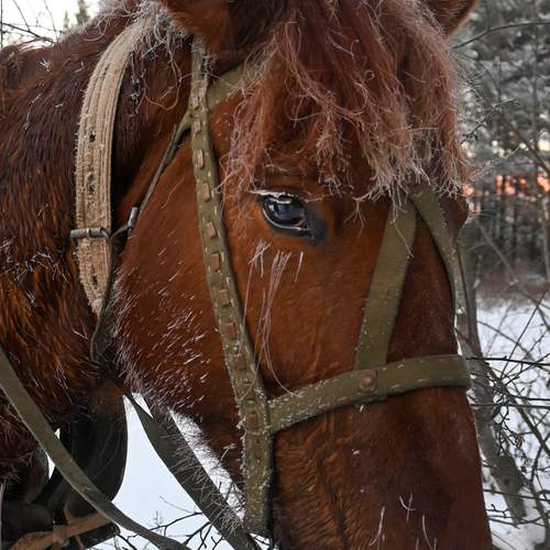 Photo #12989500