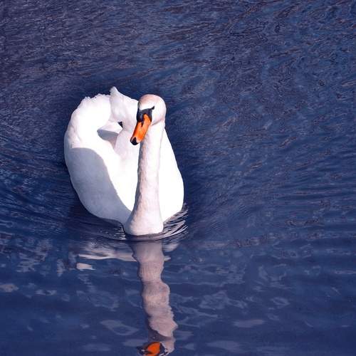 Photo #12989597