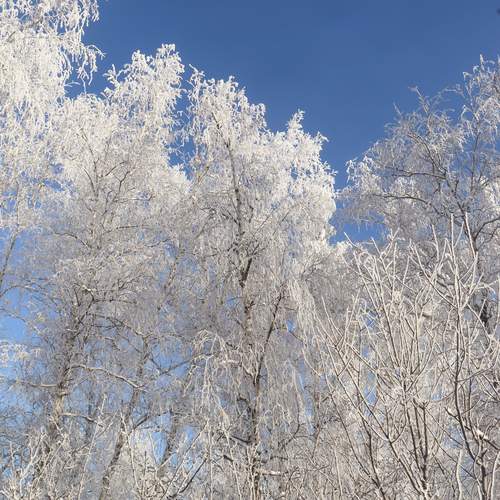Photo #12989678