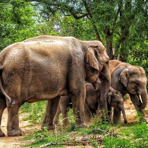 SMALL GROUP OF ELEPHANT