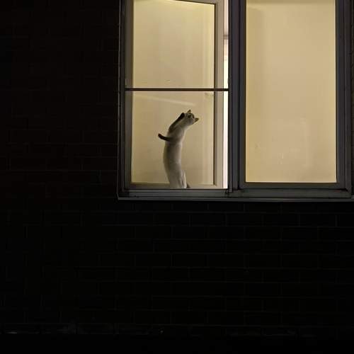 Photo #12990606