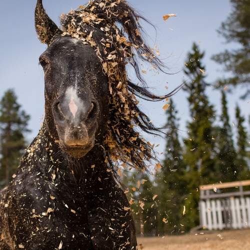 Фотография #12990816