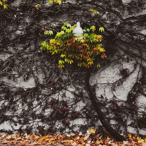 Фотография #12991178