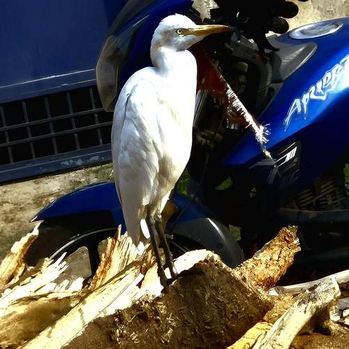Photo #12991990