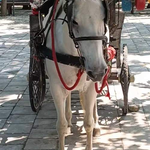 Ride on horse