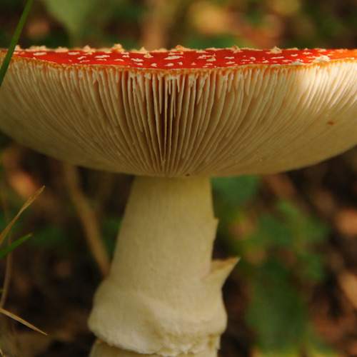 Фотография #12993016