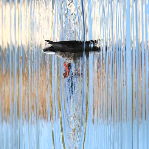 Photo #12993751