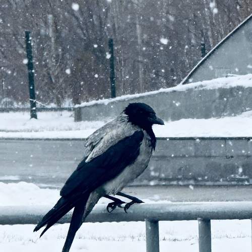 Photo #12994381