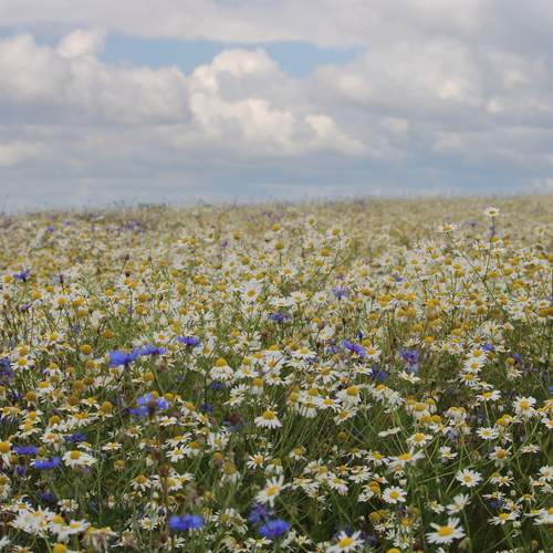 Photo #12994429