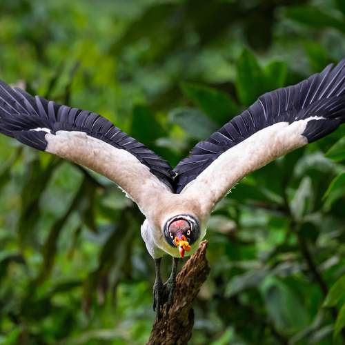 King Vulture