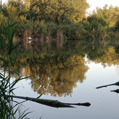 Photo #12995330
