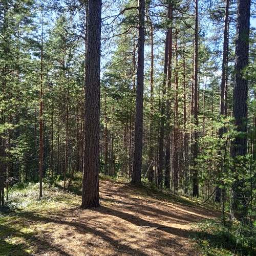Лесной массив.