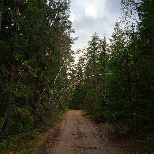 Лесной массив.