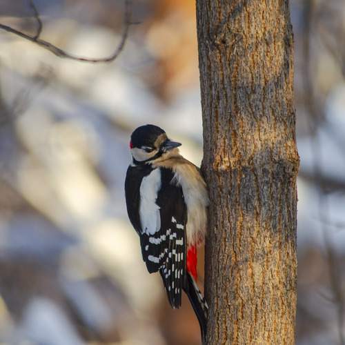 woodpecker
