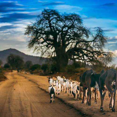Road to Mpwapwa