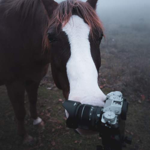 Photo #12998050