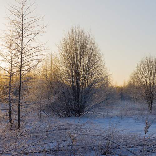Photo #12999258