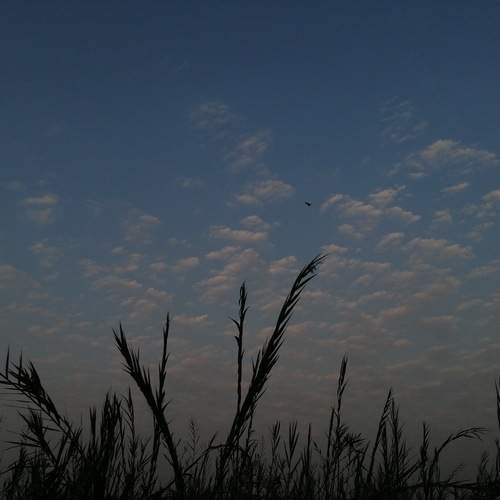 Photo #12999665
