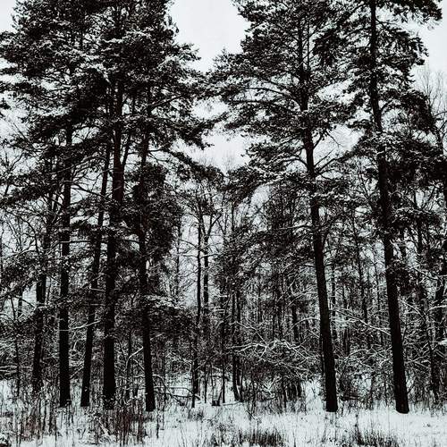 Photo #12999702