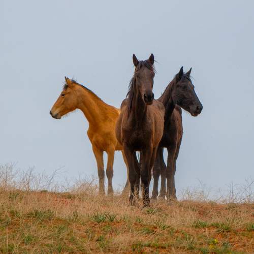 Photo #13000183
