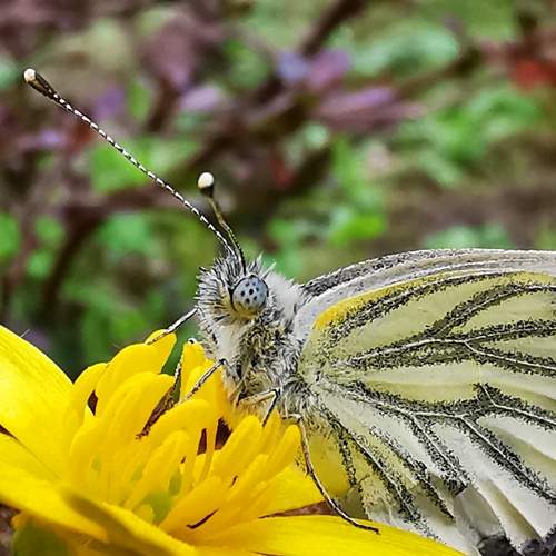 Photo #13000198