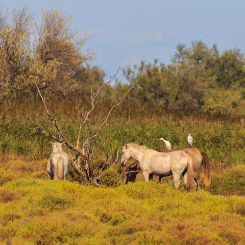 Photo #13001038