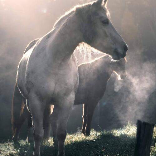 Horses