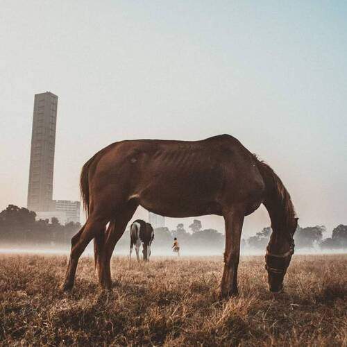 Photo #13001142