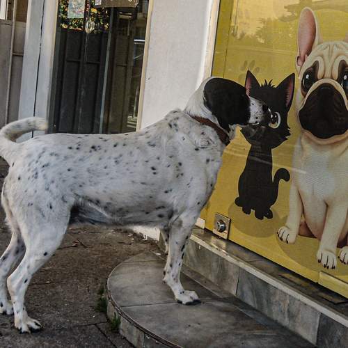 Photo #13001495