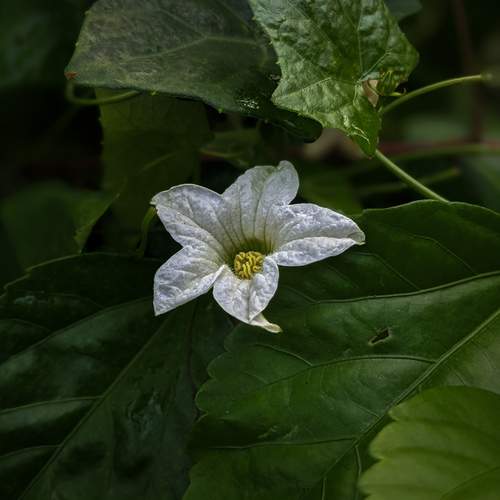 Photo #13001715