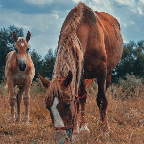 Photo #13001748