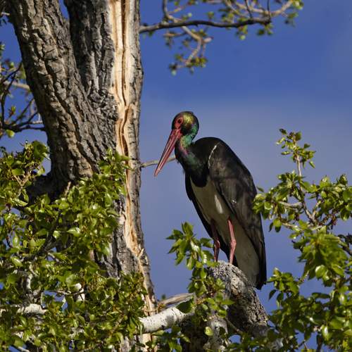 Черный аист