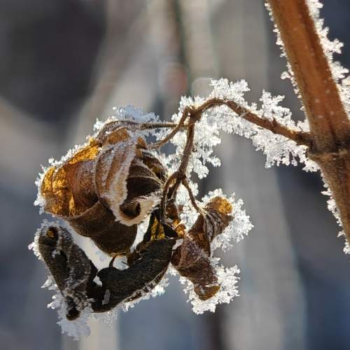 Photo #13002085