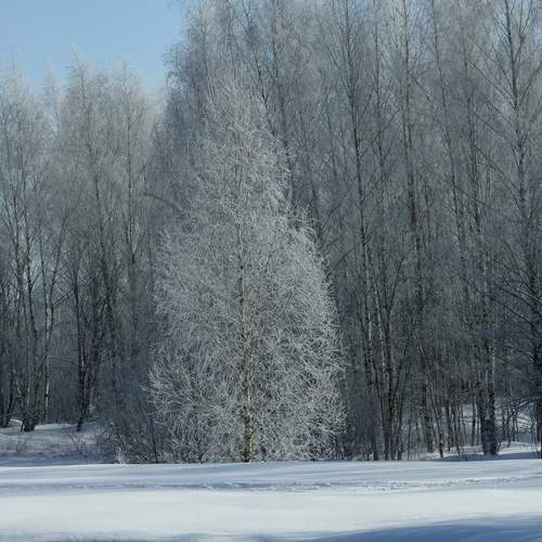 Photo #13003018