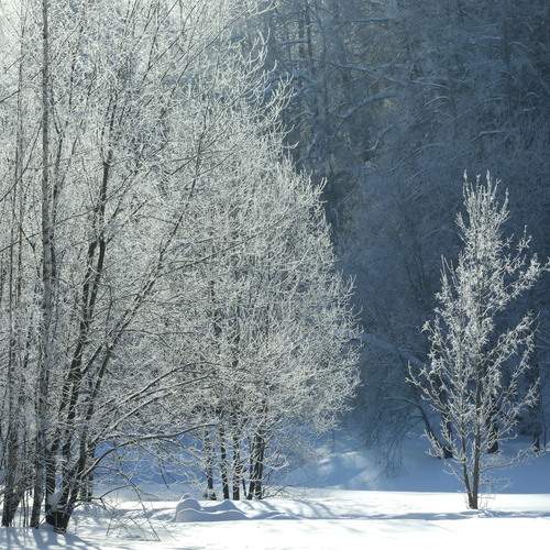 Photo #13003020