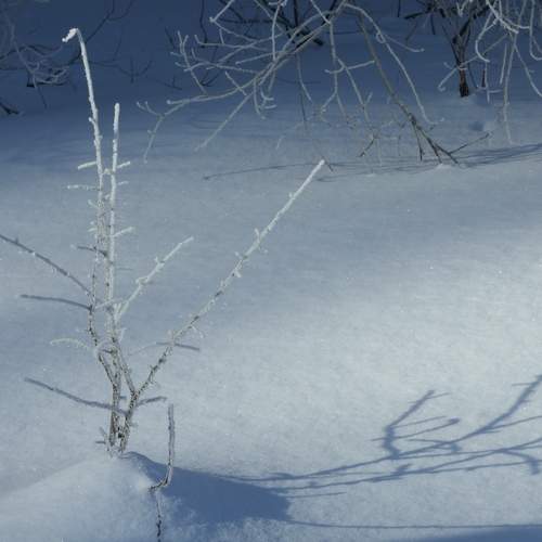Photo #13003023