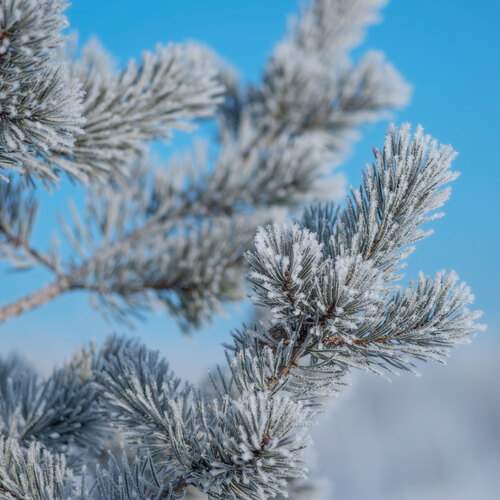 Photo #13003259