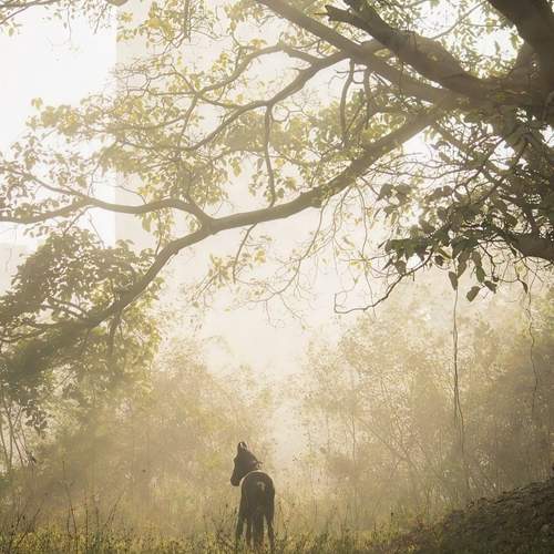Photo #13003356