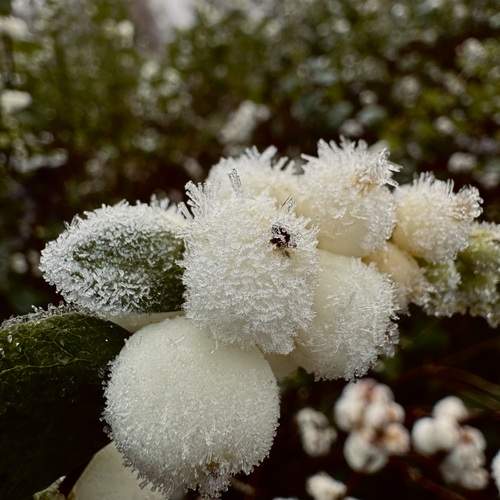 Photo #13003848