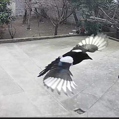 Photo #13004565