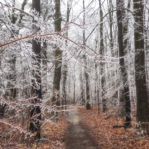 Photo #13004666