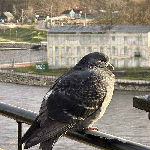 Photo #13004686