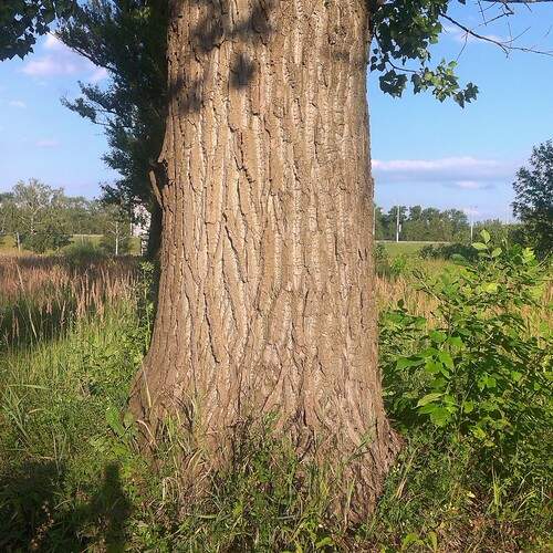 Photo #13004944