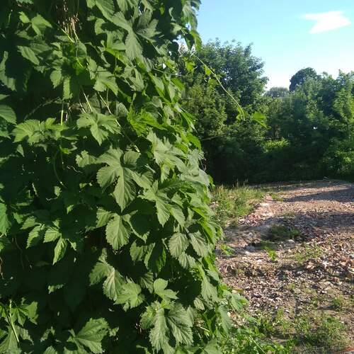 Photo #13004956