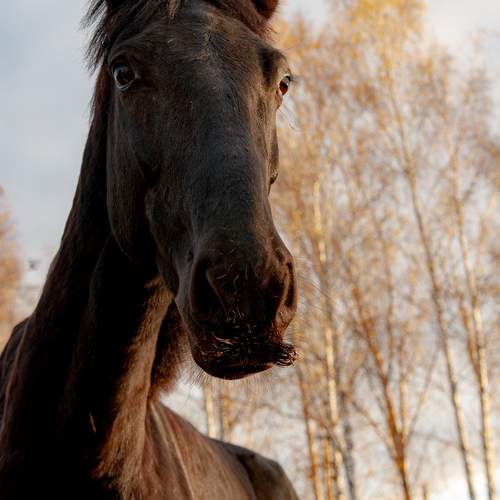 Photo #13005267