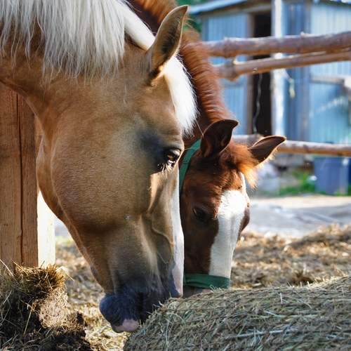 Photo #13005268
